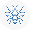 Tulse Hill Hornet Nest Removals