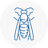 Tulse Hill Wasp Nest Removal